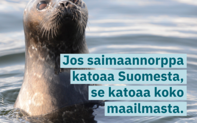 Täysistunnon puheenvuoro – Verkkokalastus kiellettävä saimaannorpan levinneisyysalueella (18.10.2022)